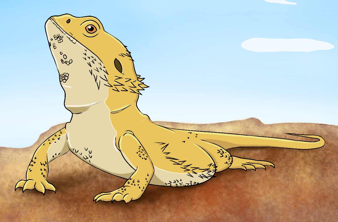 Today I'll be showing you how to draw a bearded dragon. 