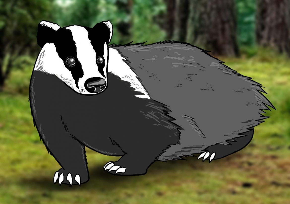 How To Draw A Badger - Draw Central