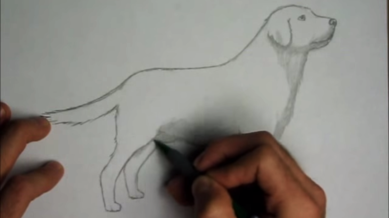 How To Draw A Dog Video Draw Central