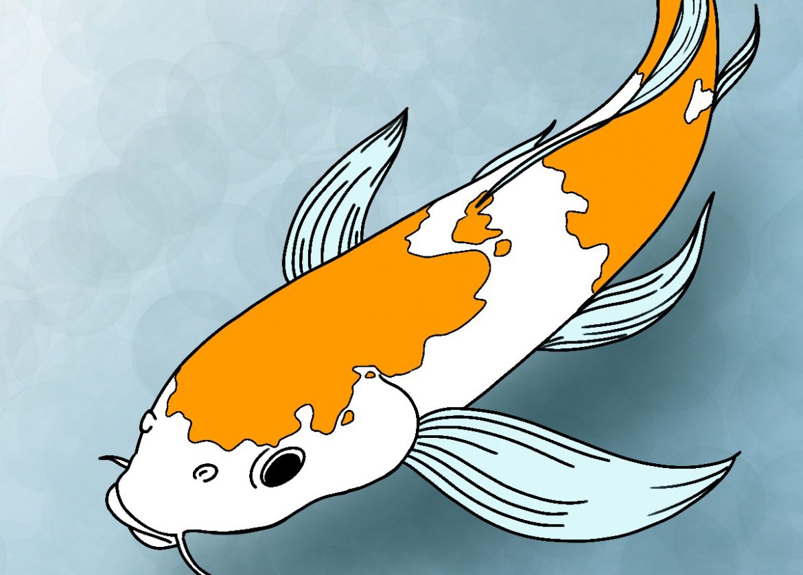 How To Draw Koi Fish Draw Central