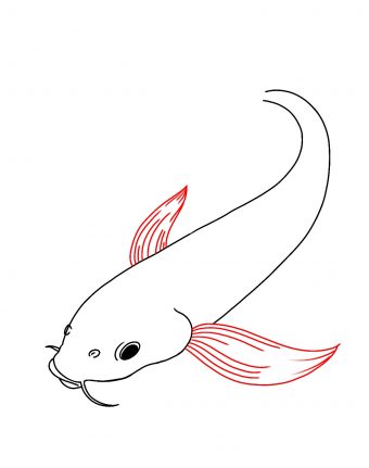 How To Draw Koi Fish Draw Central