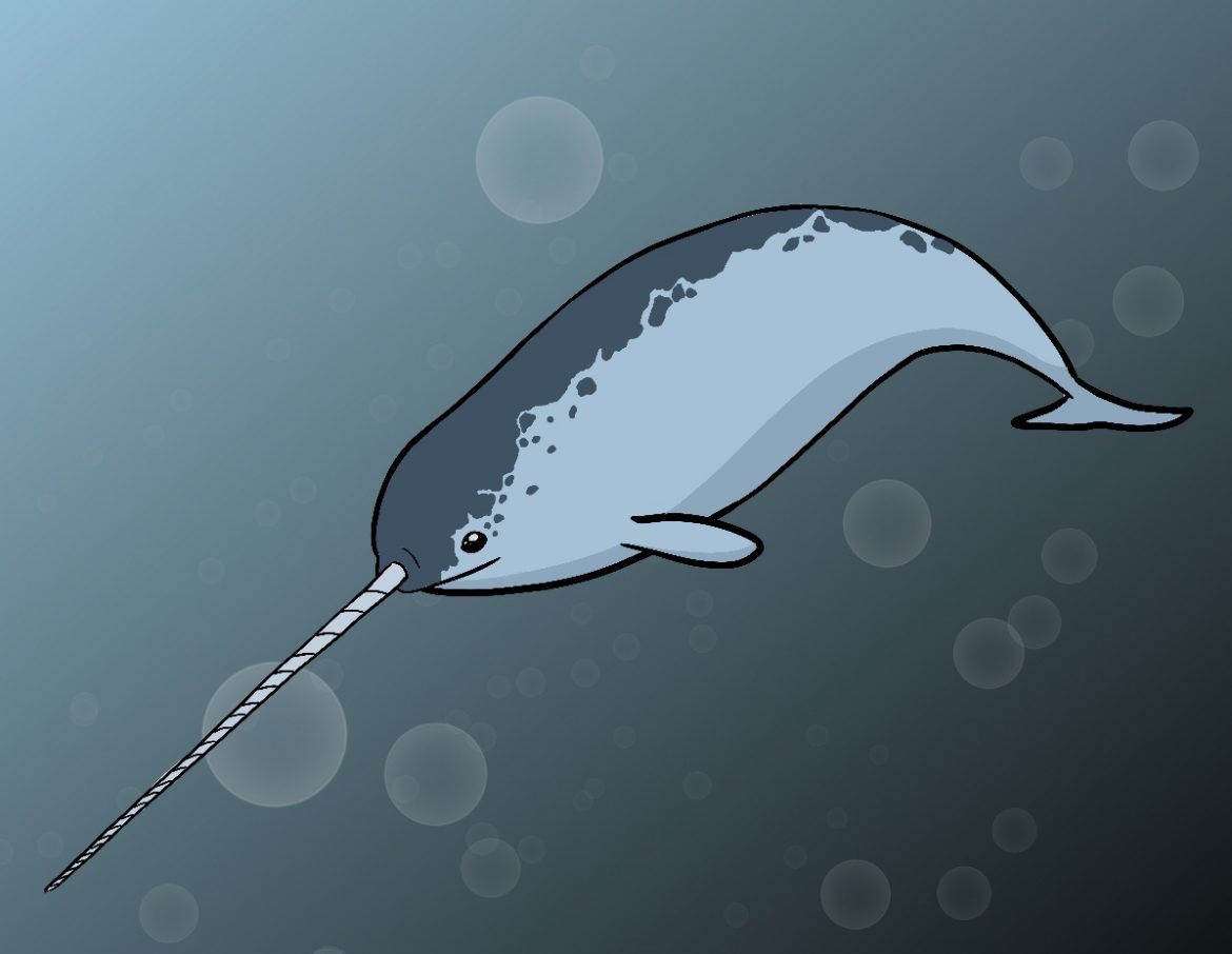 Featured image of post Narwhal Drawing Realistic It is just because in my opinion there is no other way