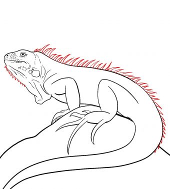 How To Draw An Iguana Draw Central