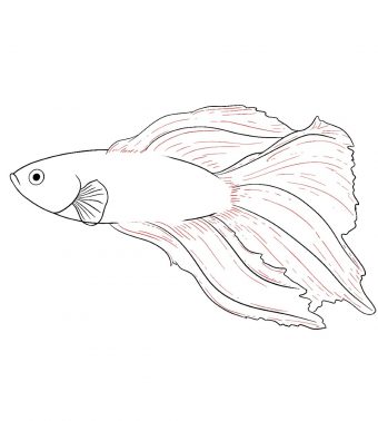 Featured image of post Betta Fish Sketch Submitted 3 years ago by rfever