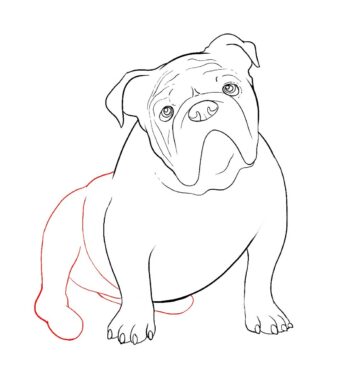 How To Draw A Bulldog Step By Step