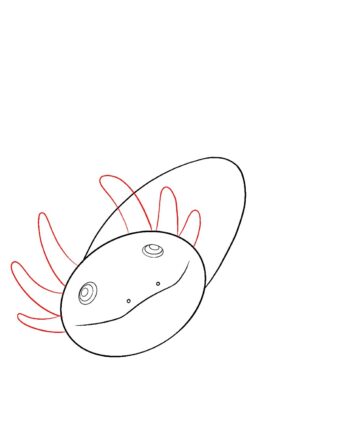 How To Draw An Axolotl Draw Central
