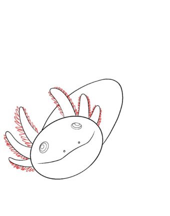 How To Draw An Axolotl Draw Central