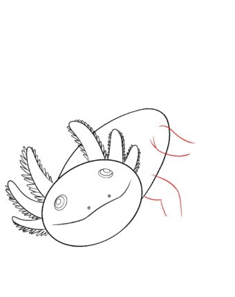 How To Draw An Axolotl Draw Central