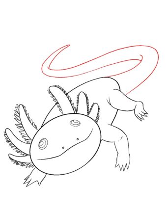 How To Draw An Axolotl Draw Central