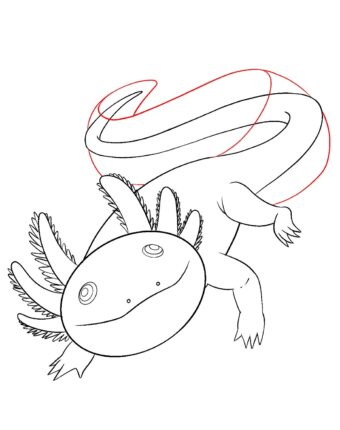 How To Draw An Axolotl - Draw Central